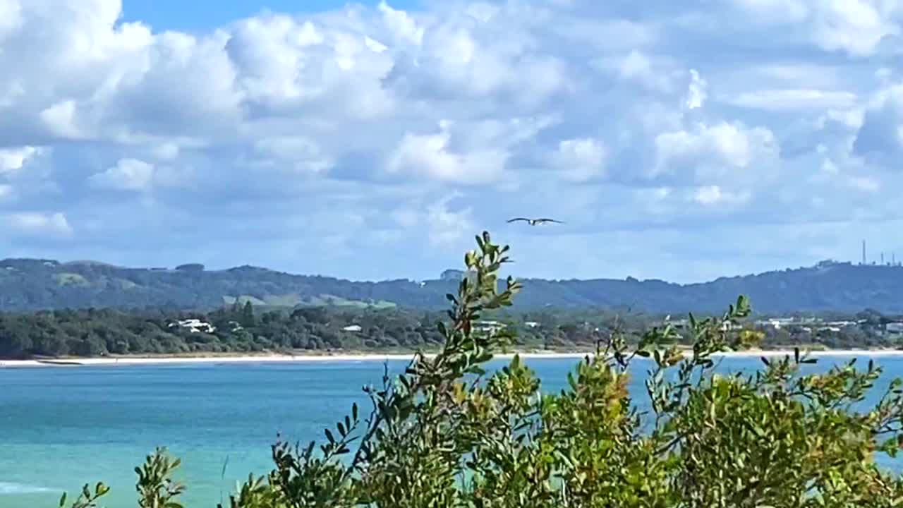 海滩上的海鹰视频下载