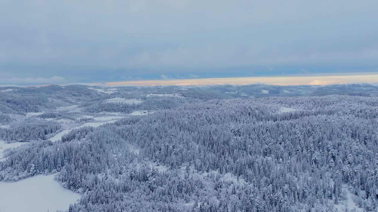 冬季密林中的雪松鸟瞰图。视频素材