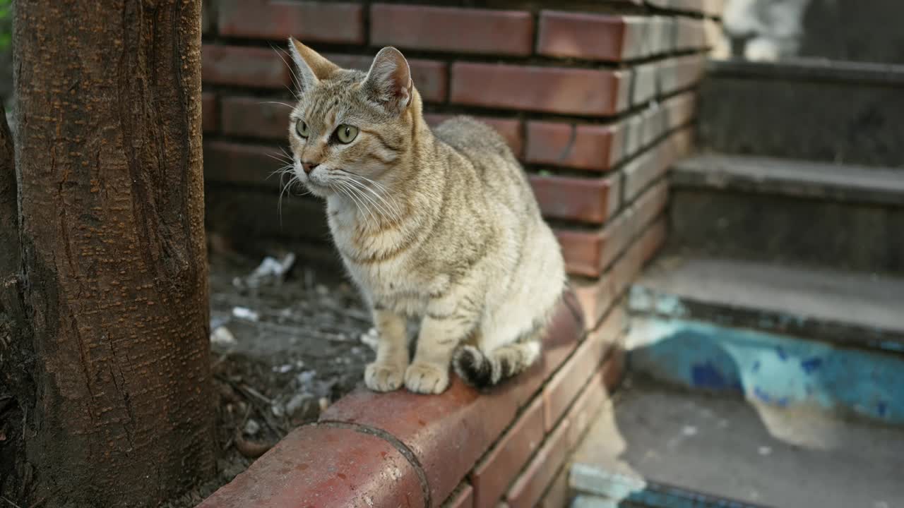 一只虎斑猫栖息在楼梯边的砖架上，观察着城市的户外环境。视频素材