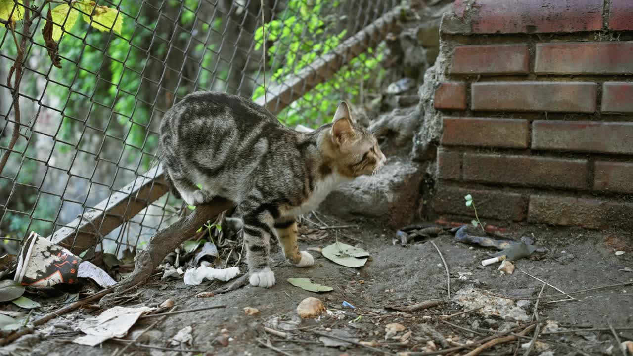 一只好奇的虎斑猫在铁链栅栏和砖墙旁边的城市废墟中探索，体现了忽视和韧性。视频素材