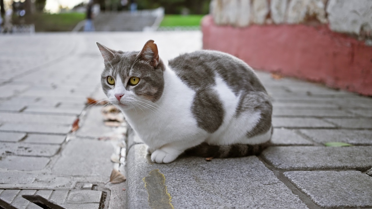 一只警惕性很高的灰白色猫坐在铺有路面的城市街道上，它敏锐的眼睛警觉地观察着周围的环境。视频素材