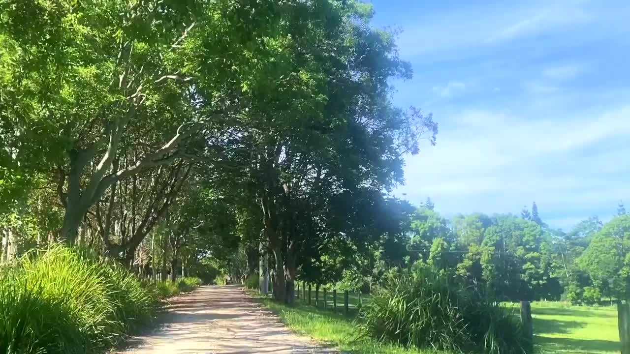 绿树成荫的土路视频下载