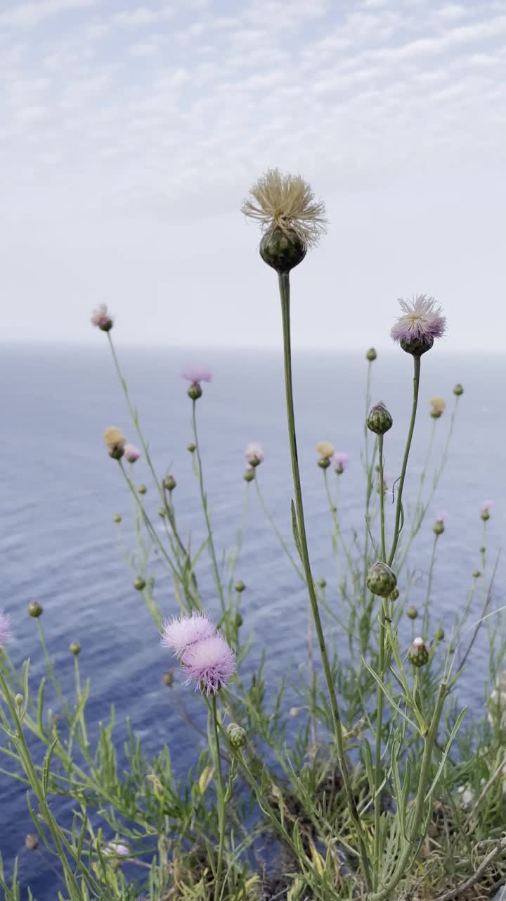 Formentera野花视频下载