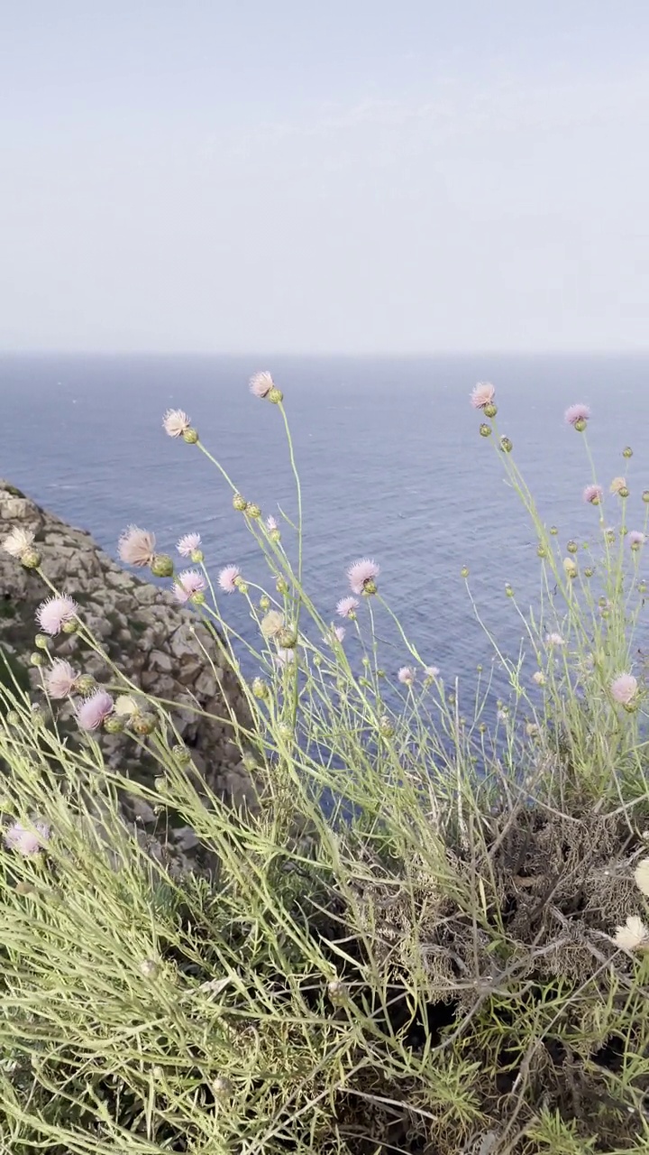 Formentera野花视频下载