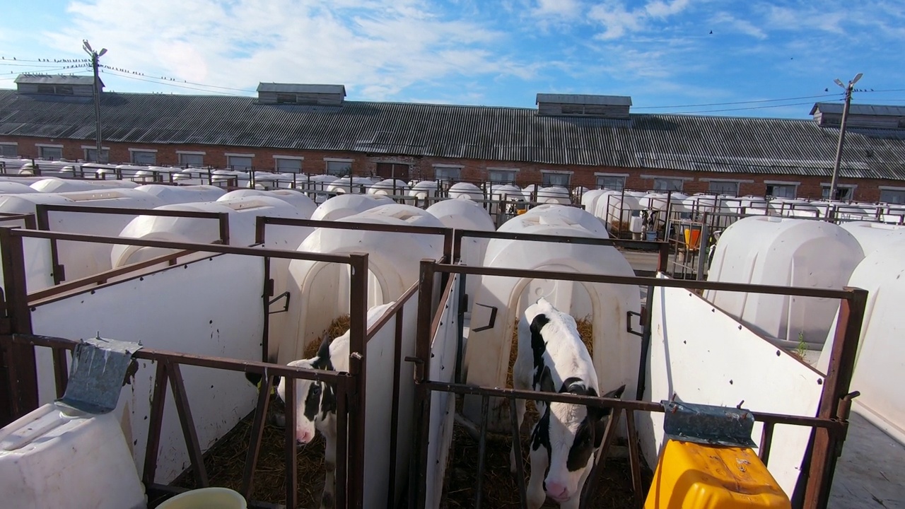 牲畜农场里的小牛被关在白色的塑料笼子里。视频素材