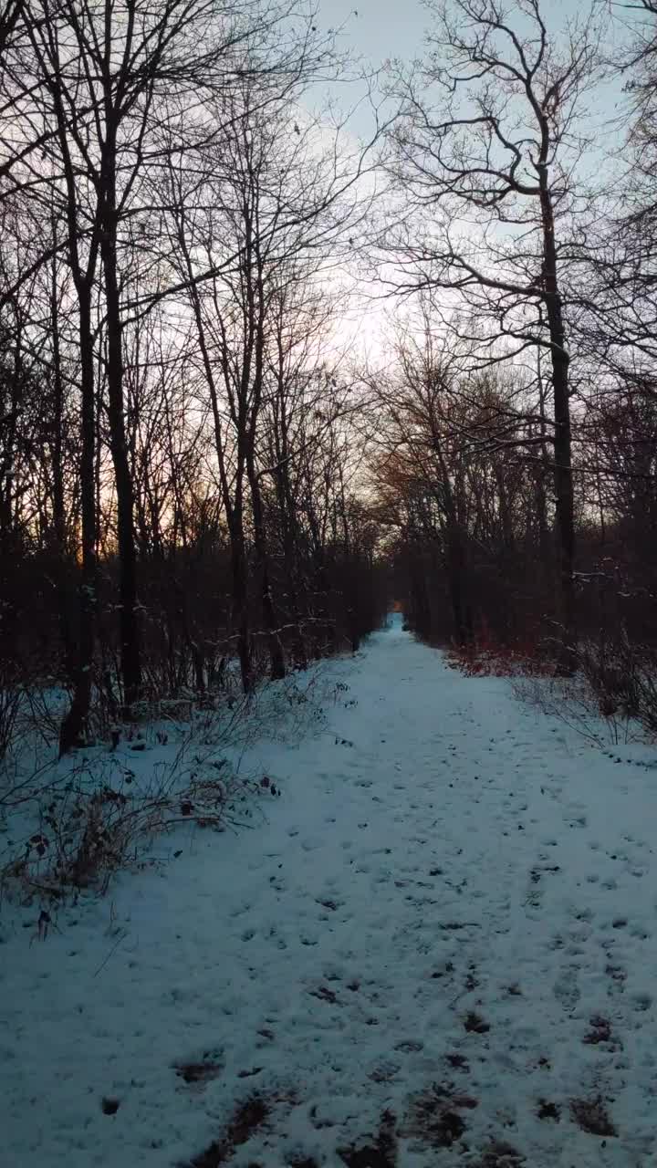 在冬天的傍晚，走在雪林的小路上视频素材