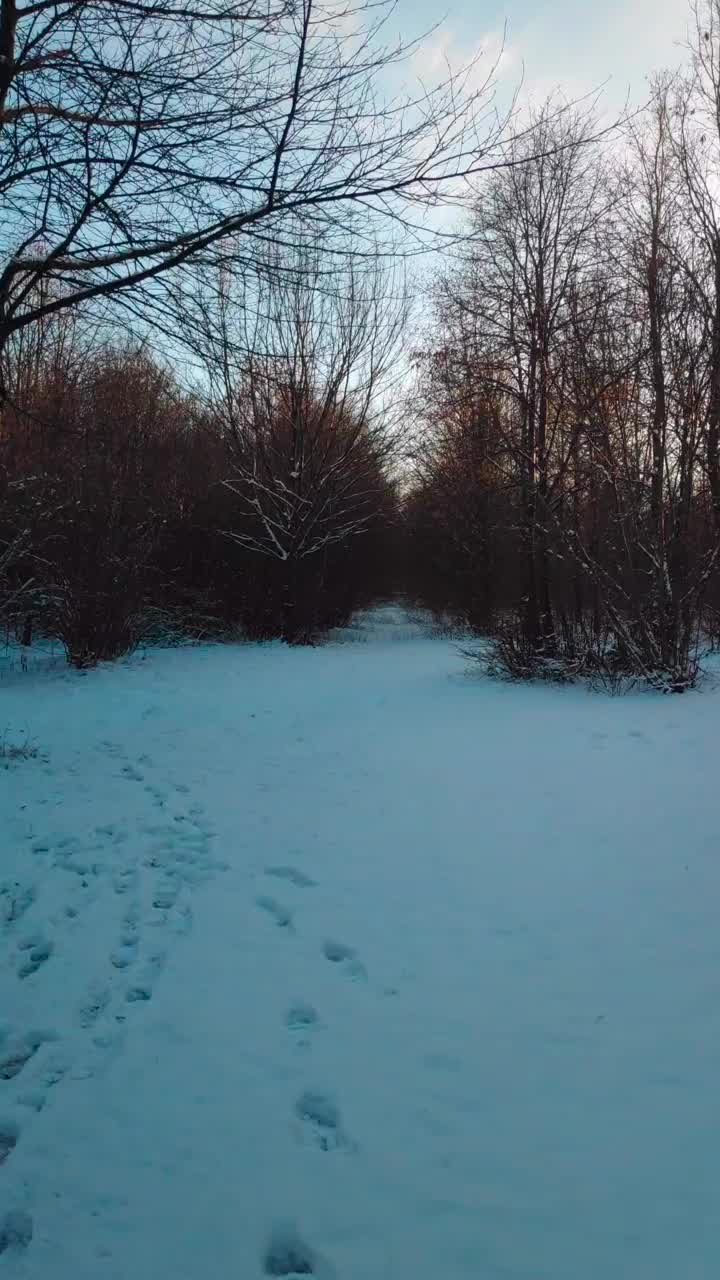 在冬天的傍晚，走在雪林的小路上视频下载