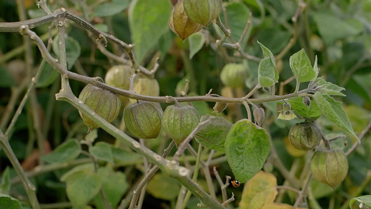 果园里醋栗或金莓果实(Physalis peruviana)的细节视频下载