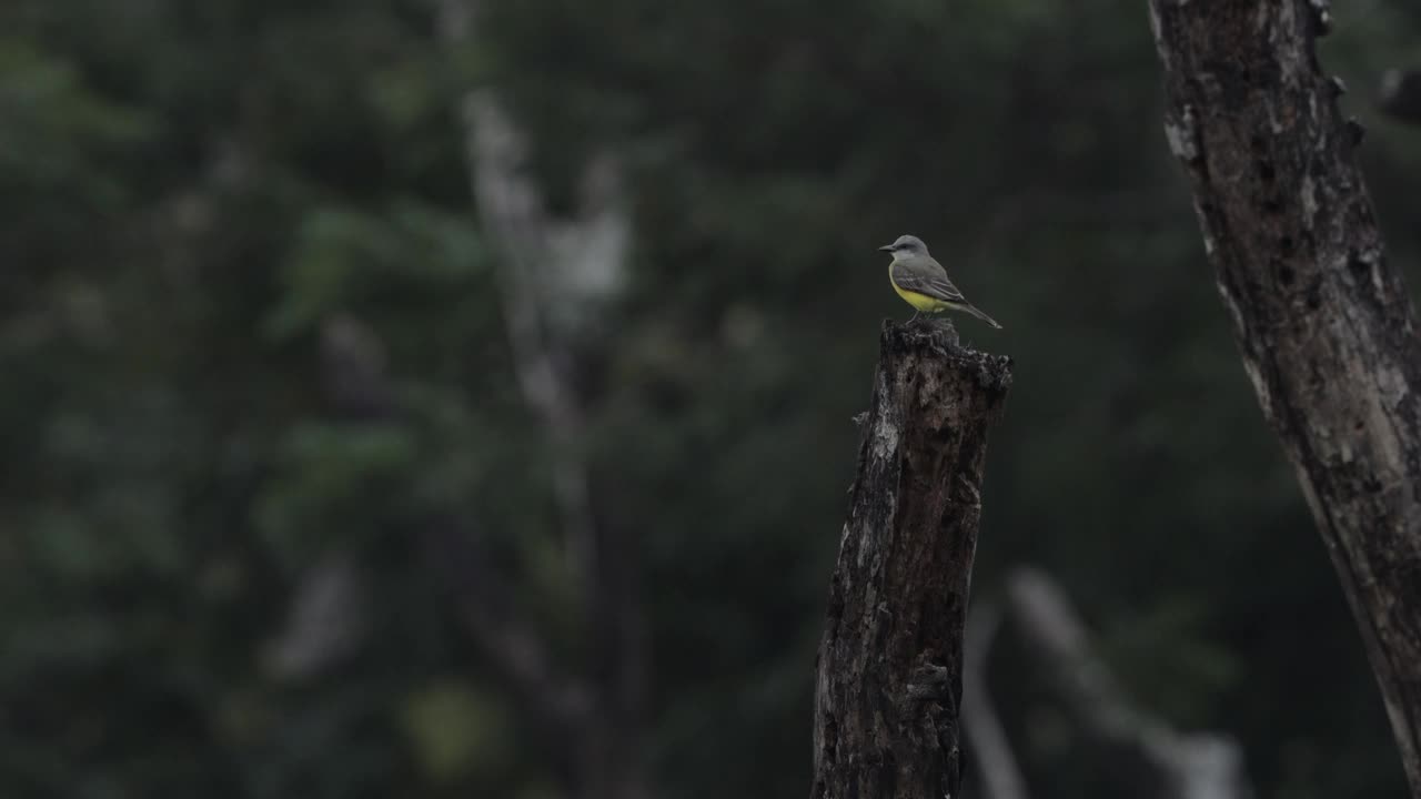 热带Kingbird，哥斯达黎加视频素材