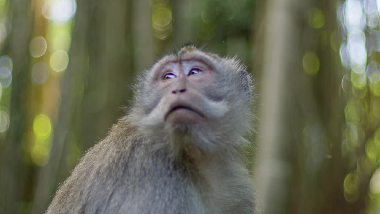 巴厘岛的猴子看起来很困惑，我在野外的声音。视频素材