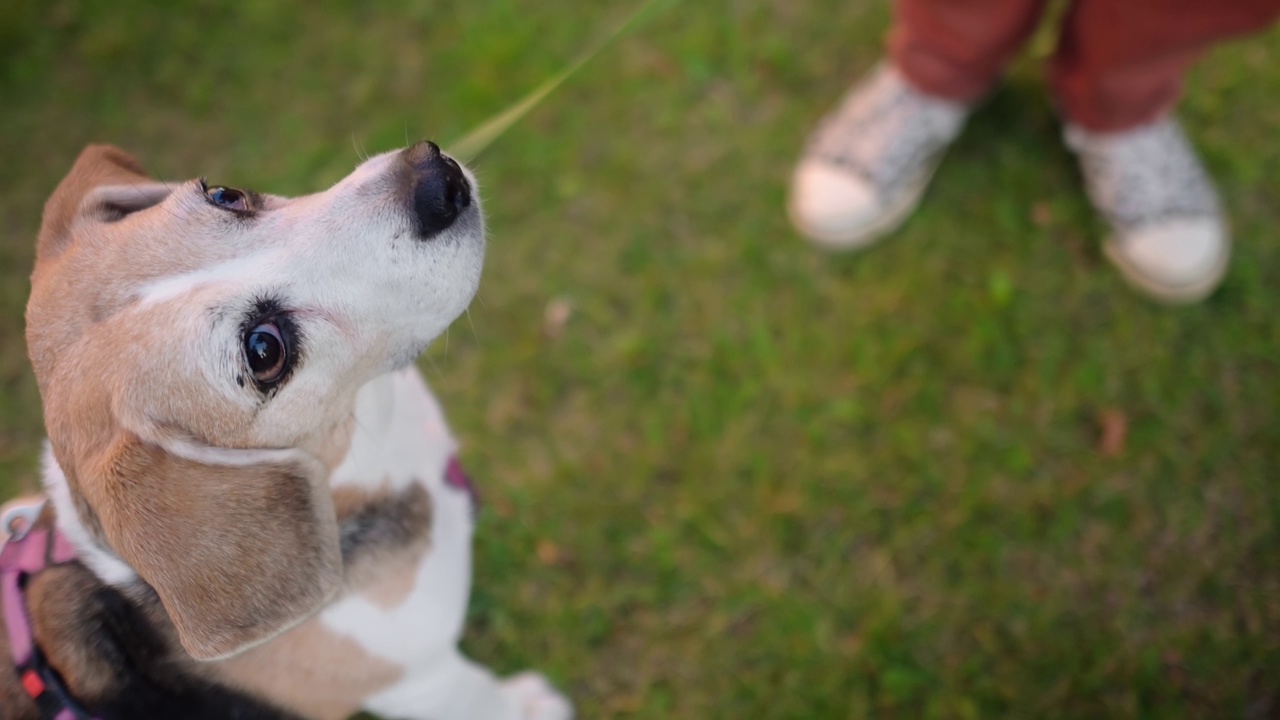 一位年轻女子带着一只小猎犬在夏日公园散步。宠物的特写视频。在服从训练中，主人给狗喂食。视频下载