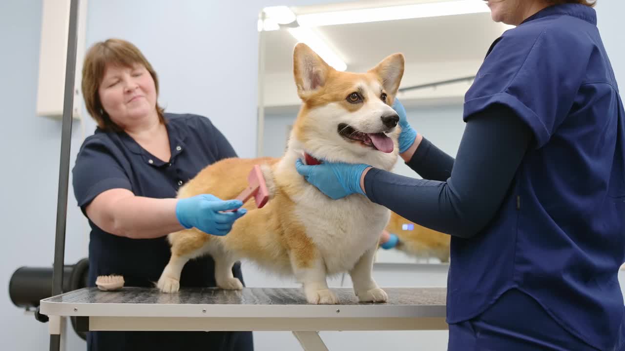 两位美容师正在用特殊的梳子和工具为一只可爱的柯基犬打理皮毛。兽医诊所的预约。专业的宠物护理。视频下载