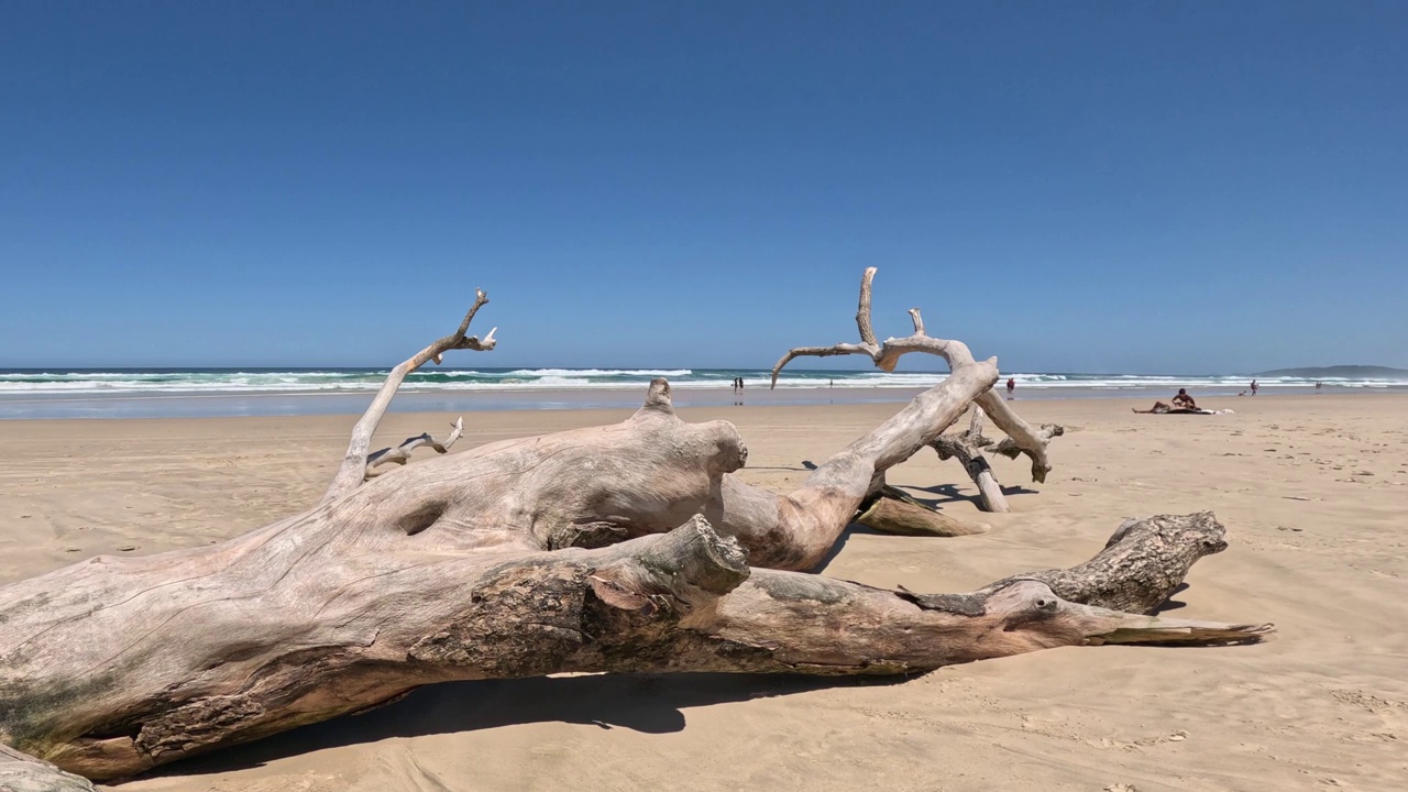 宁静海滩上的浮木视频素材