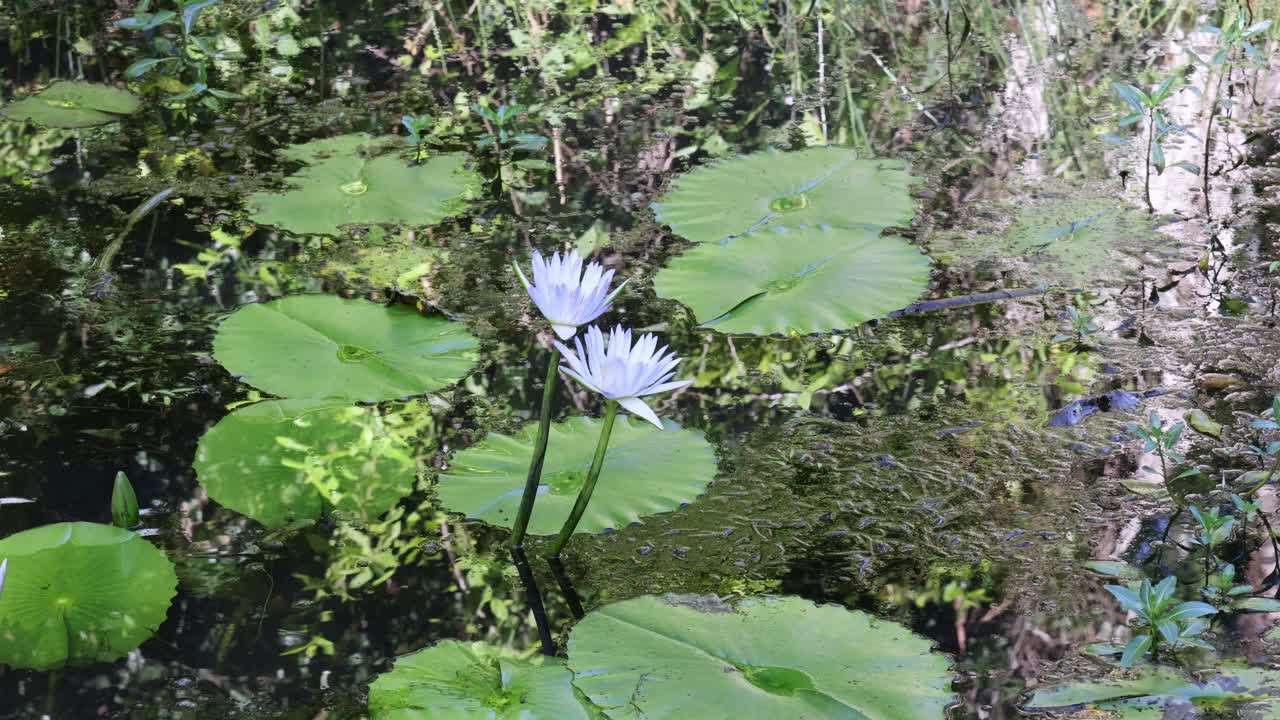 宁静睡莲池视频素材