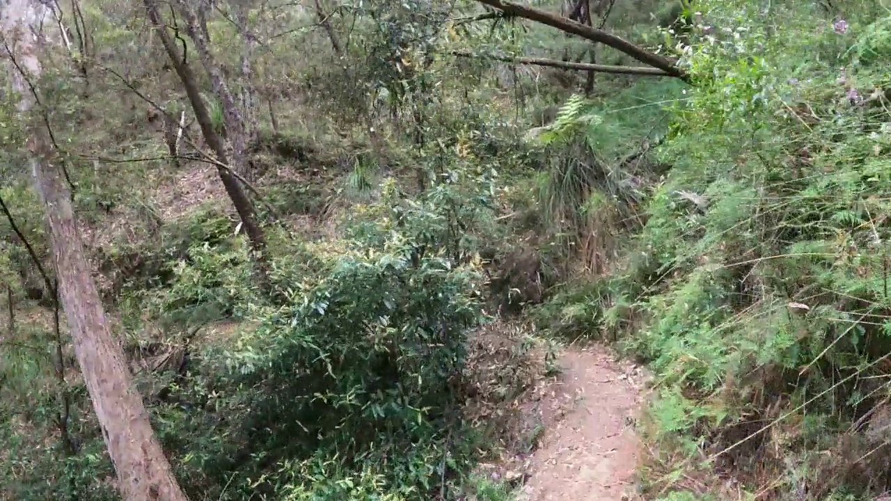 风景秀丽的森林小径之旅视频素材