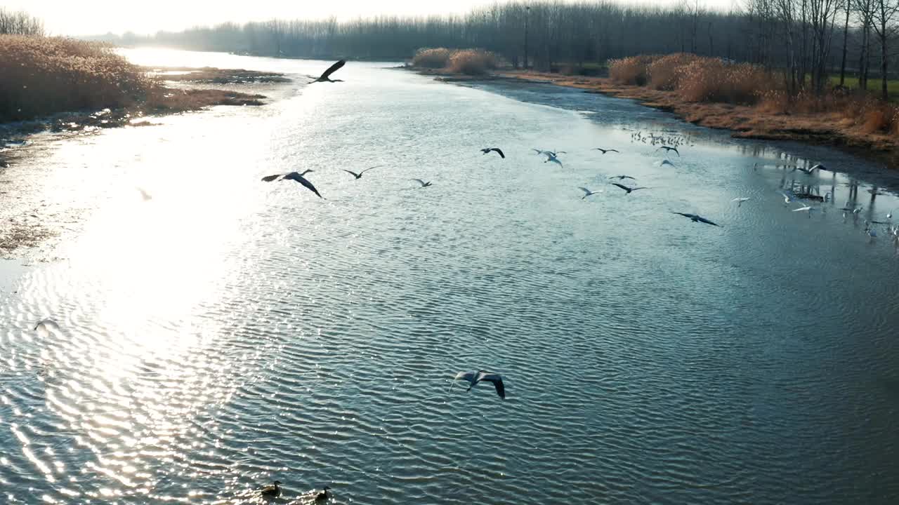 生态湿地白鹭飞行的航拍视频下载