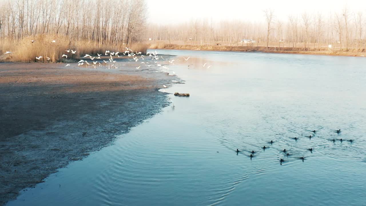 生态湿地白鹭飞行的航拍视频素材