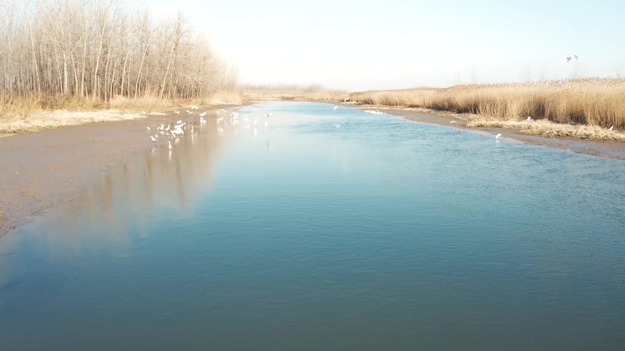 生态湿地白鹭飞行的航拍视频下载