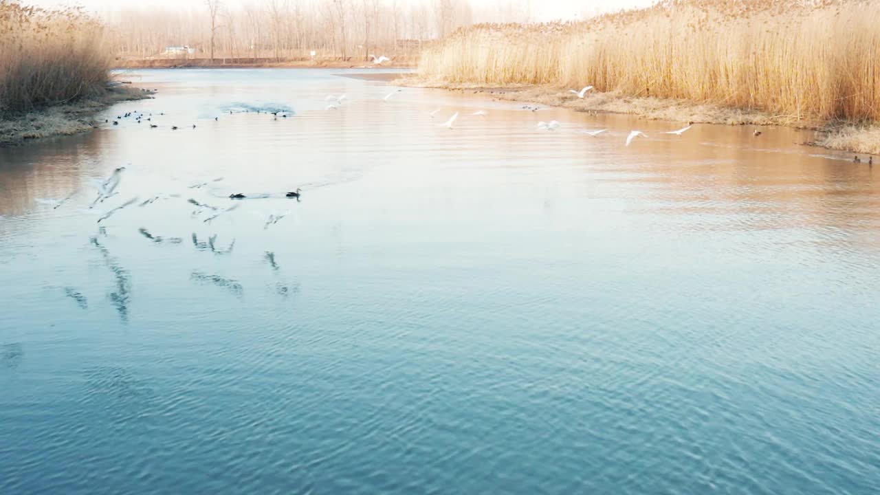 生态湿地白鹭飞行的航拍视频素材