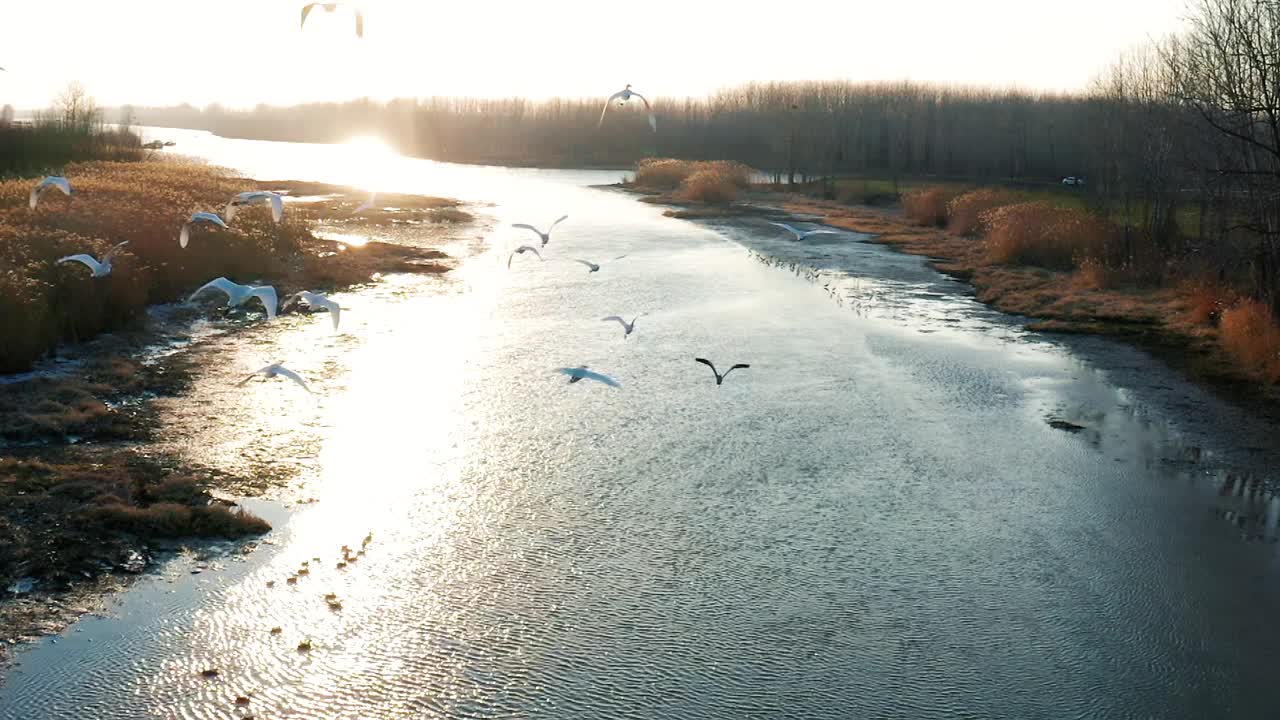 生态湿地白鹭飞行的航拍视频素材