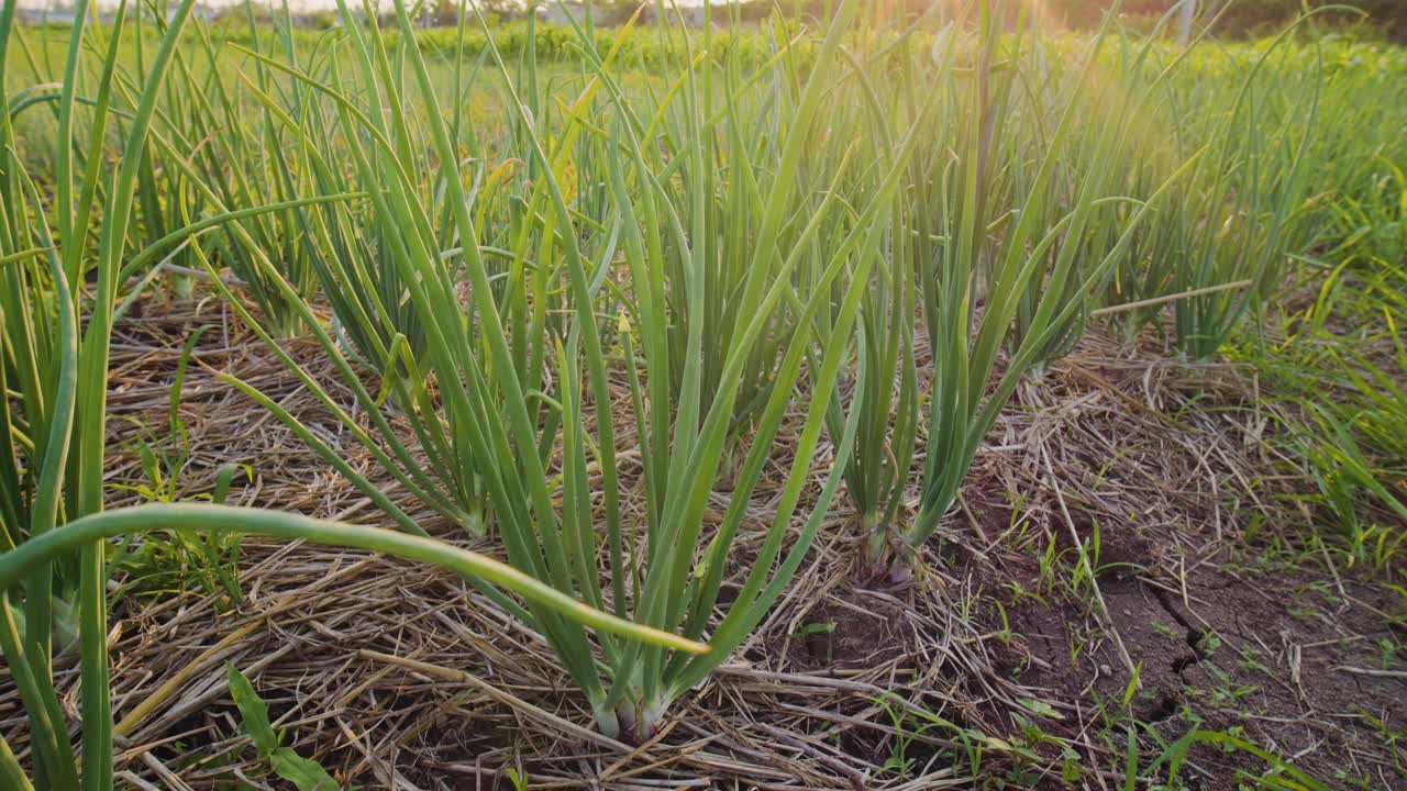 红洋葱植物生长在蔬菜园里视频素材