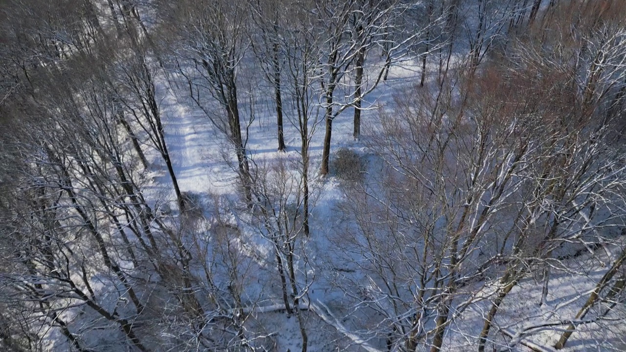 从上面看，冬天的林地，阴影延伸在积雪的地形上。前拍摄的。视频素材