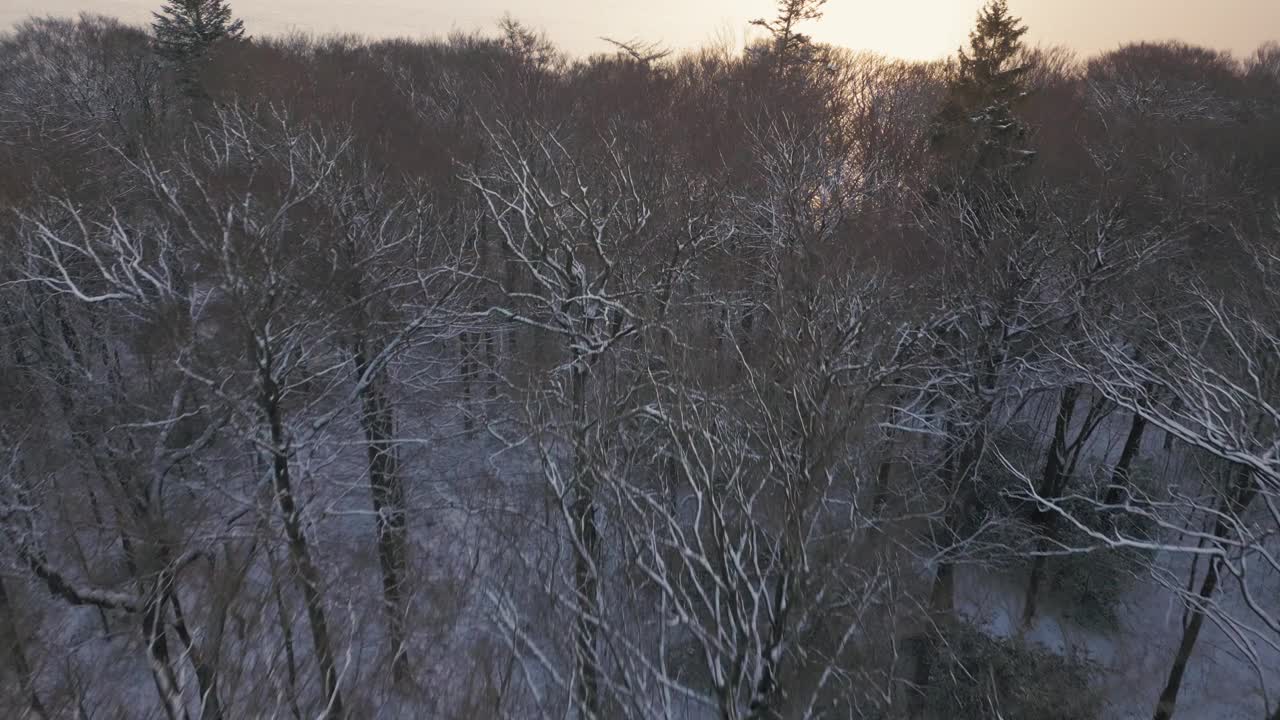 暮色降临在白雪覆盖的森林上，光秃秃的树木投下阴影，背景是欧洲的湖泊。视频素材