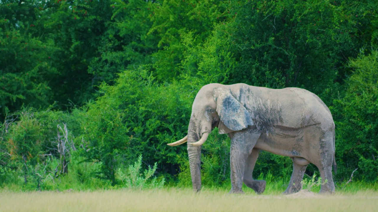 一只雄性非洲丛林象(Loxodonta africana)走向象群的慢镜头视频素材
