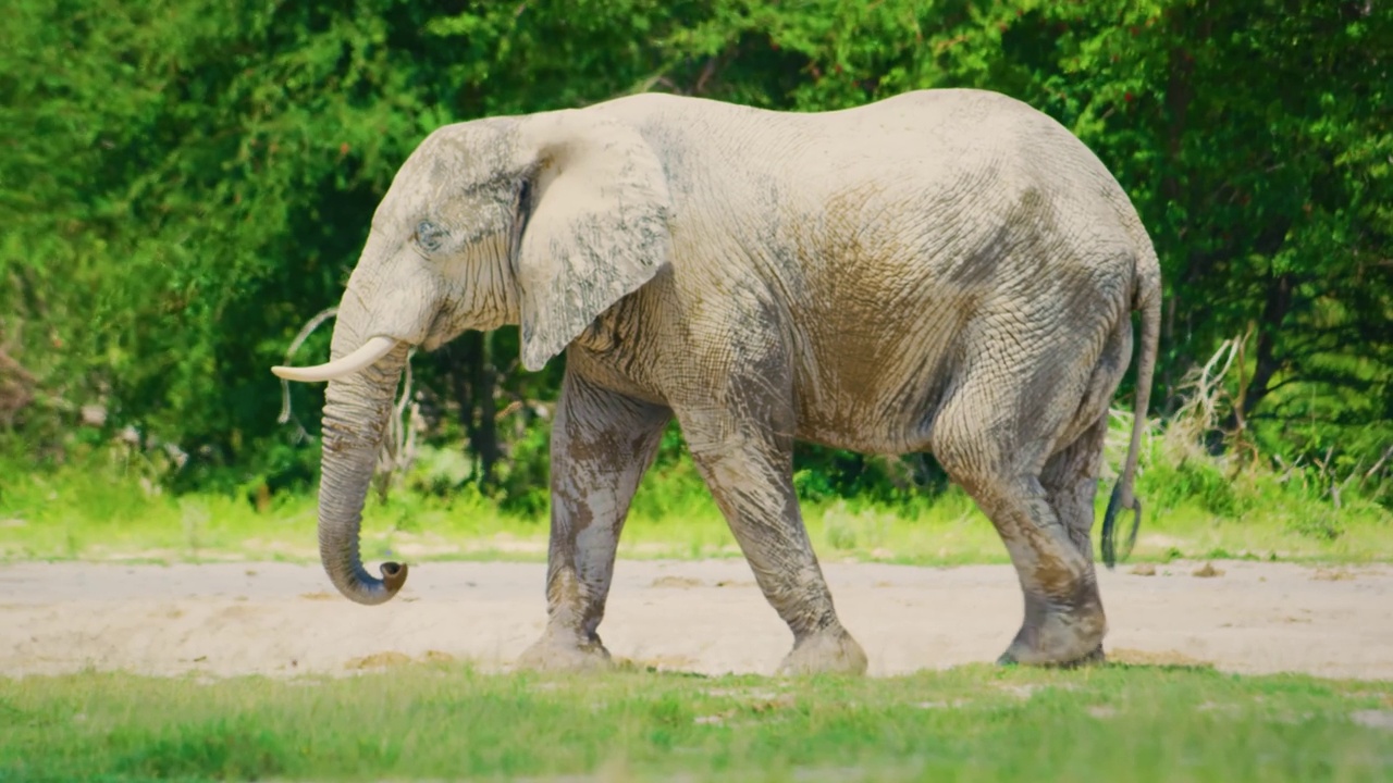 一只雄性非洲丛林象(Loxodonta africana)向河边走去的慢动作镜头视频素材