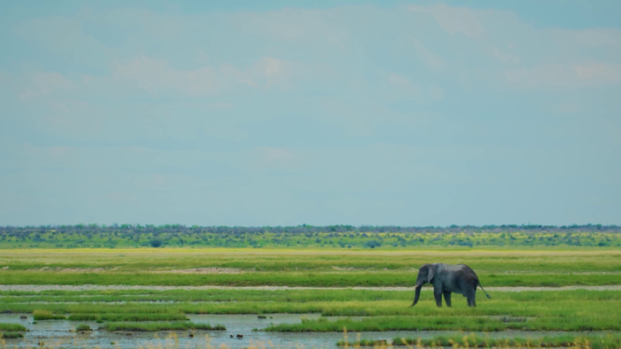 南非阿多大象国家公园湿地上一只非洲象(Loxodonta africana)的镜头视频素材