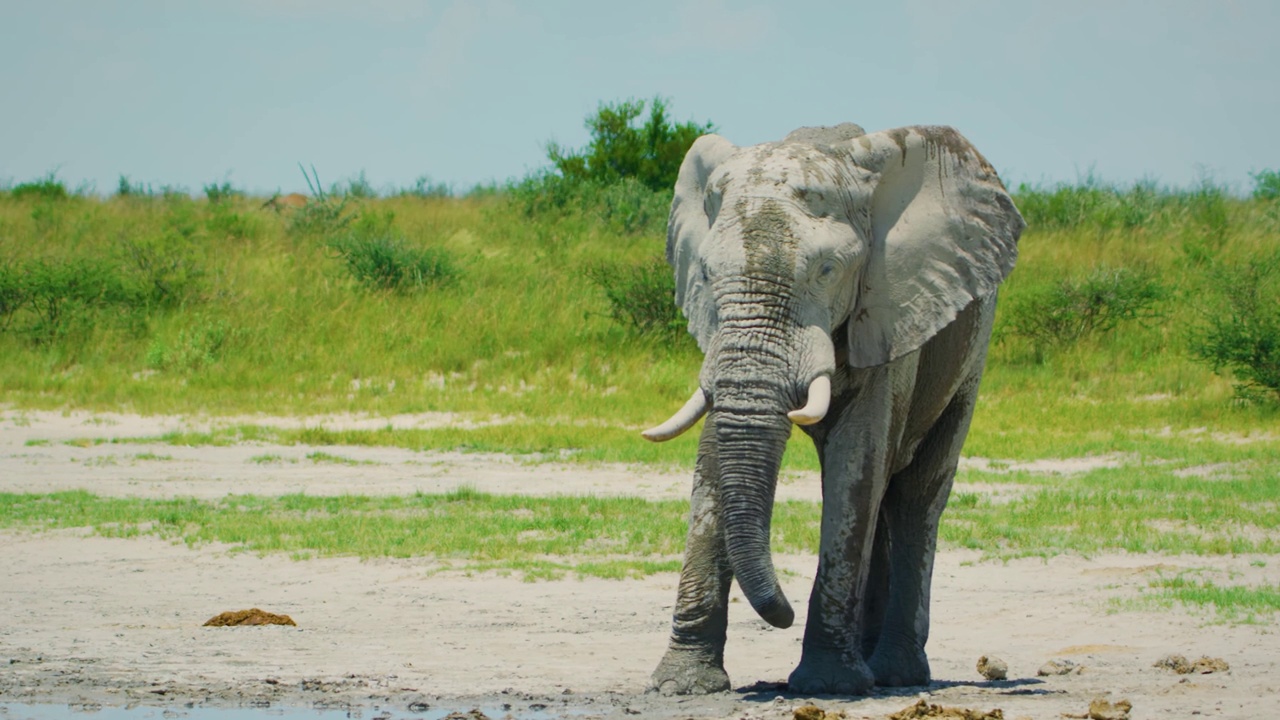 南非阿多大象国家公园，一只非洲象(Loxodonta africana)站在水坑附近的特写视频素材