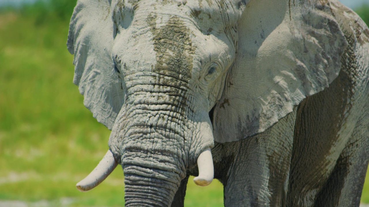 南非阿多大象国家公园，一只非洲象(Loxodonta africana)站在水坑附近的特写视频素材