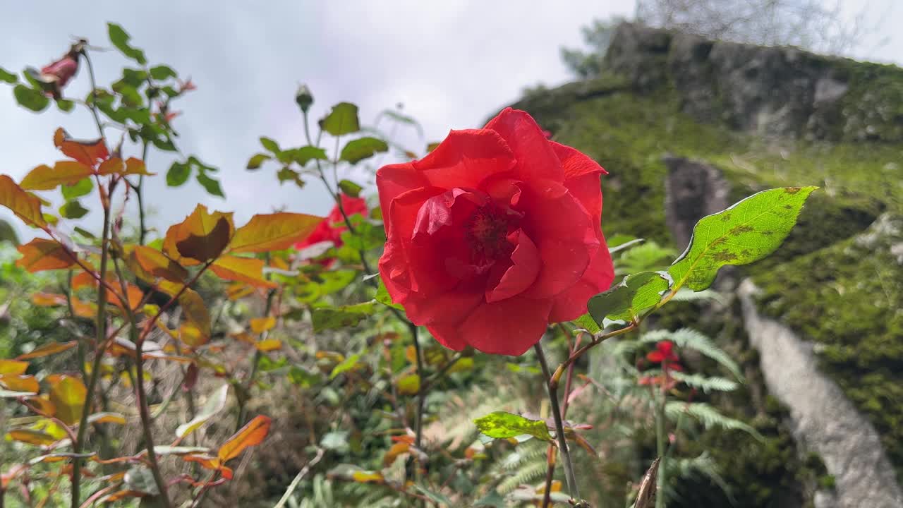 玫瑰和山的背景视频素材