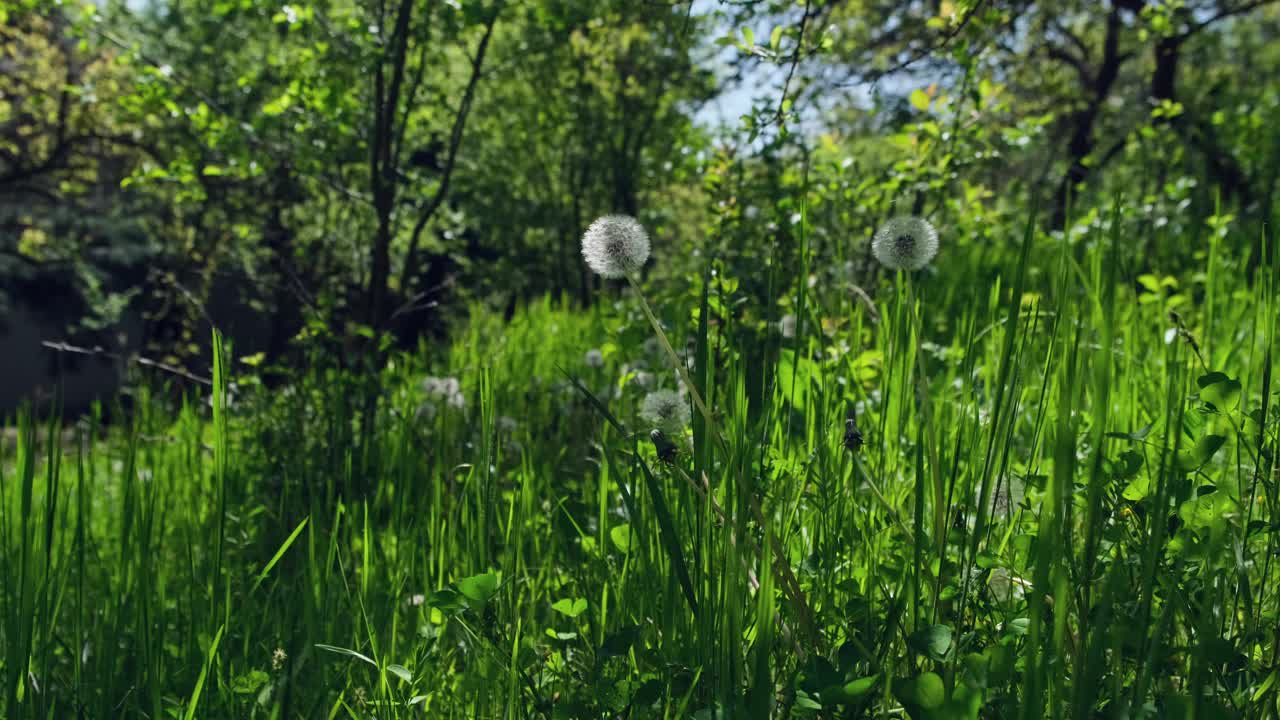 美丽的白色蒲公英在郁郁葱葱的绿色草地上生长的特写镜头。春天的主题。视频素材