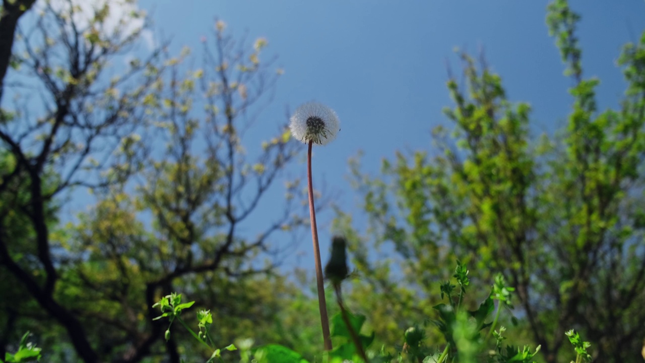 户外阳光下白色蓬松的蒲公英。在蓝天背景下的绿色花园中，蒲公英吹球头在茎上的特写。春天的大自然。视频素材