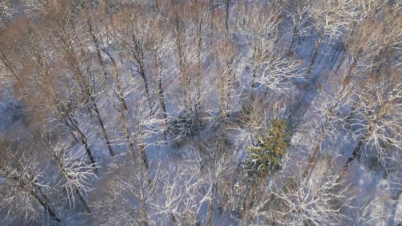 冬天的气息笼罩着一片宁静的森林，鸟瞰白雪覆盖的树木静止不动。树投下美丽的阴影。视频素材