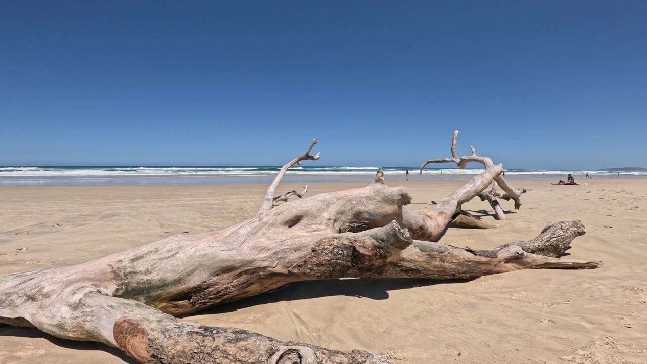 宁静的海滩浮木景观视频素材