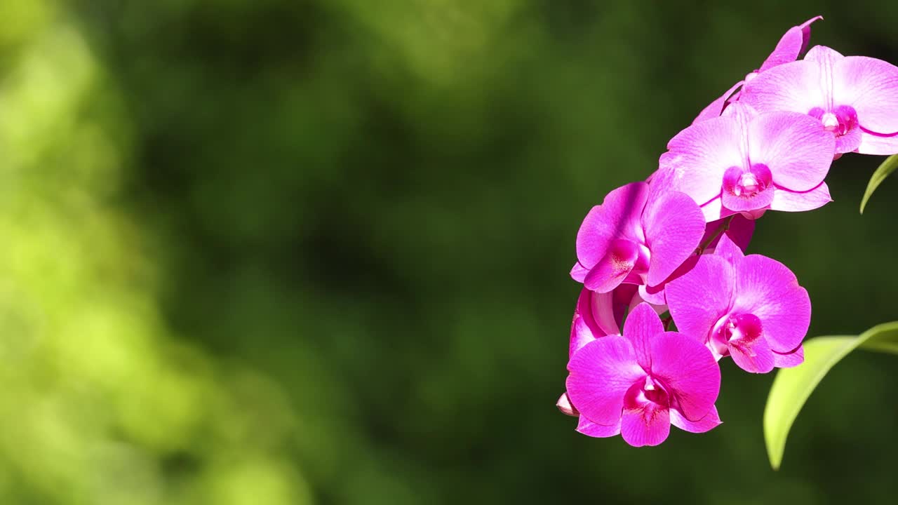 盛开的兰花在绿色的背景下视频素材