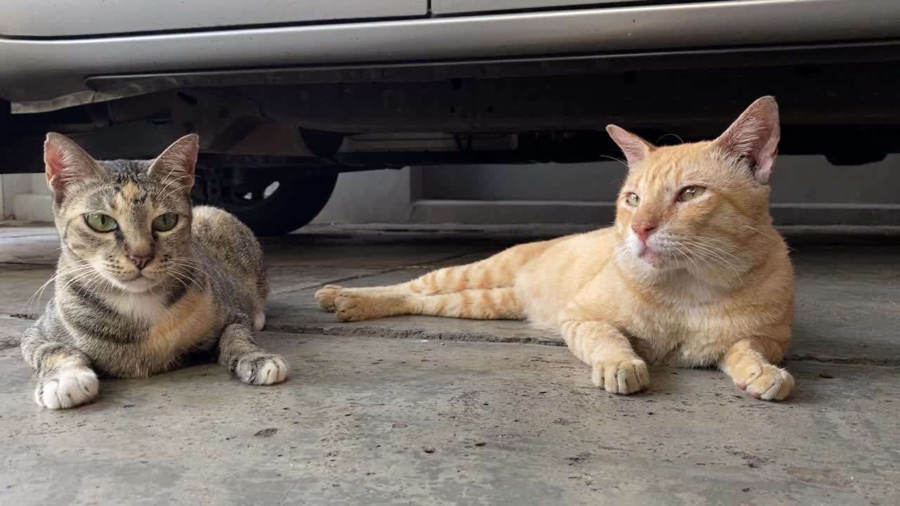 流浪猫睡在地板上。视频素材