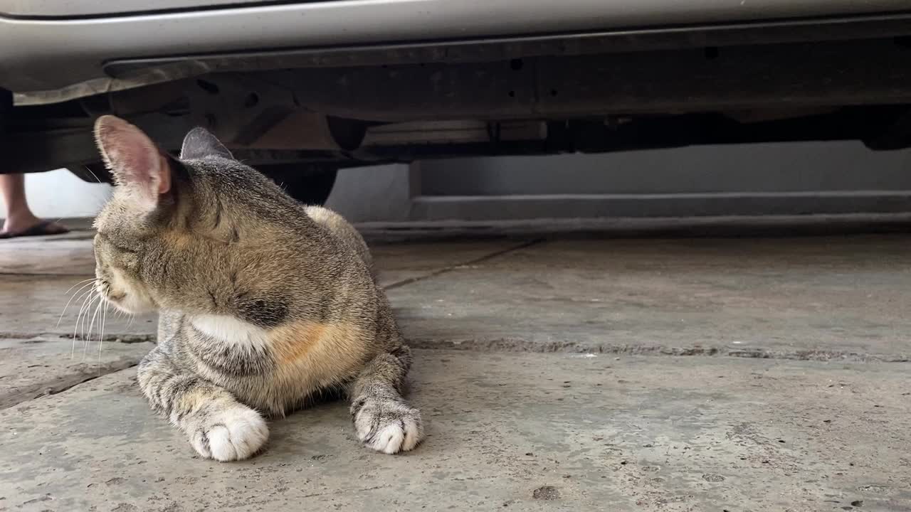 流浪猫睡在地板上。视频素材