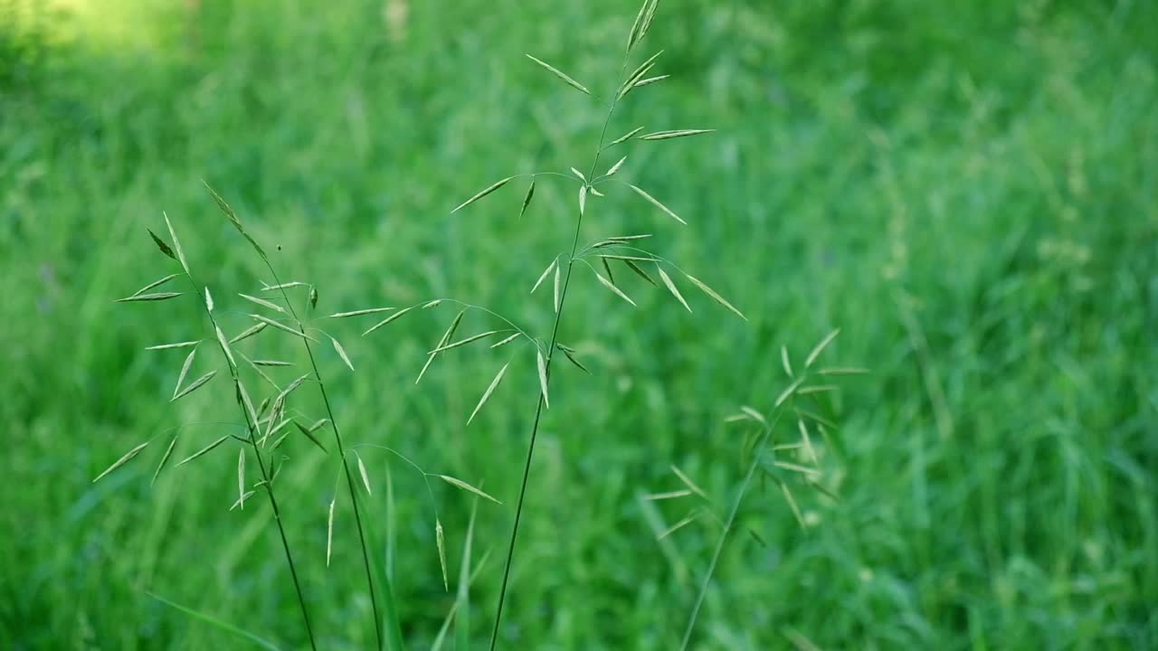 夏雨过后，鲜嫩多汁的绿草上有水珠。田间生长的新鲜叶片的纹理。抽象的自然背景。高高的草在宜人的微风中摇曳。植物背景视频素材