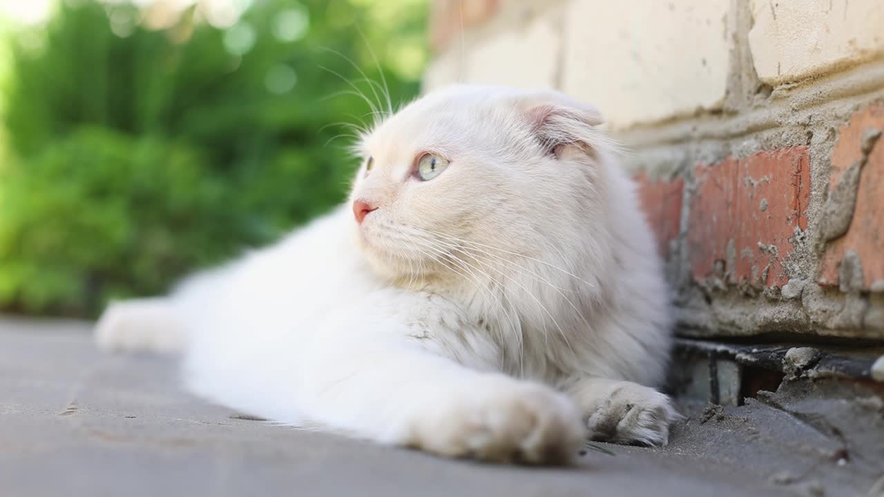 一只蓝色大眼睛的苏格兰折耳猫躺在街道上，背景是明亮的草地视频下载