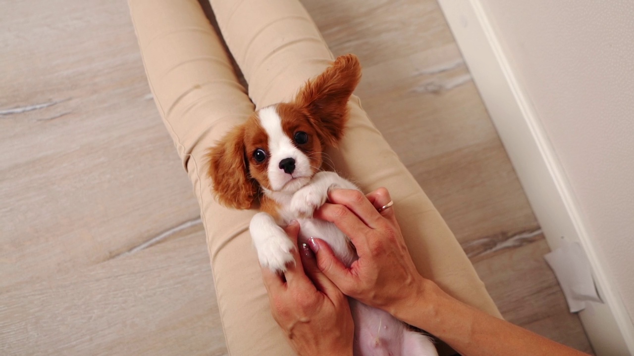 可爱的骑士查尔斯国王猎犬躺在主人的腿上，一个女人抚摸着它的肚子。国内宠物概念。视频素材