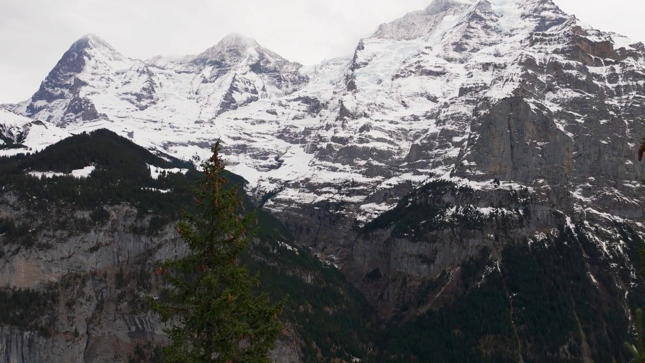 白雪覆盖的瑞士山脉透出针叶树的圆锥体视频素材