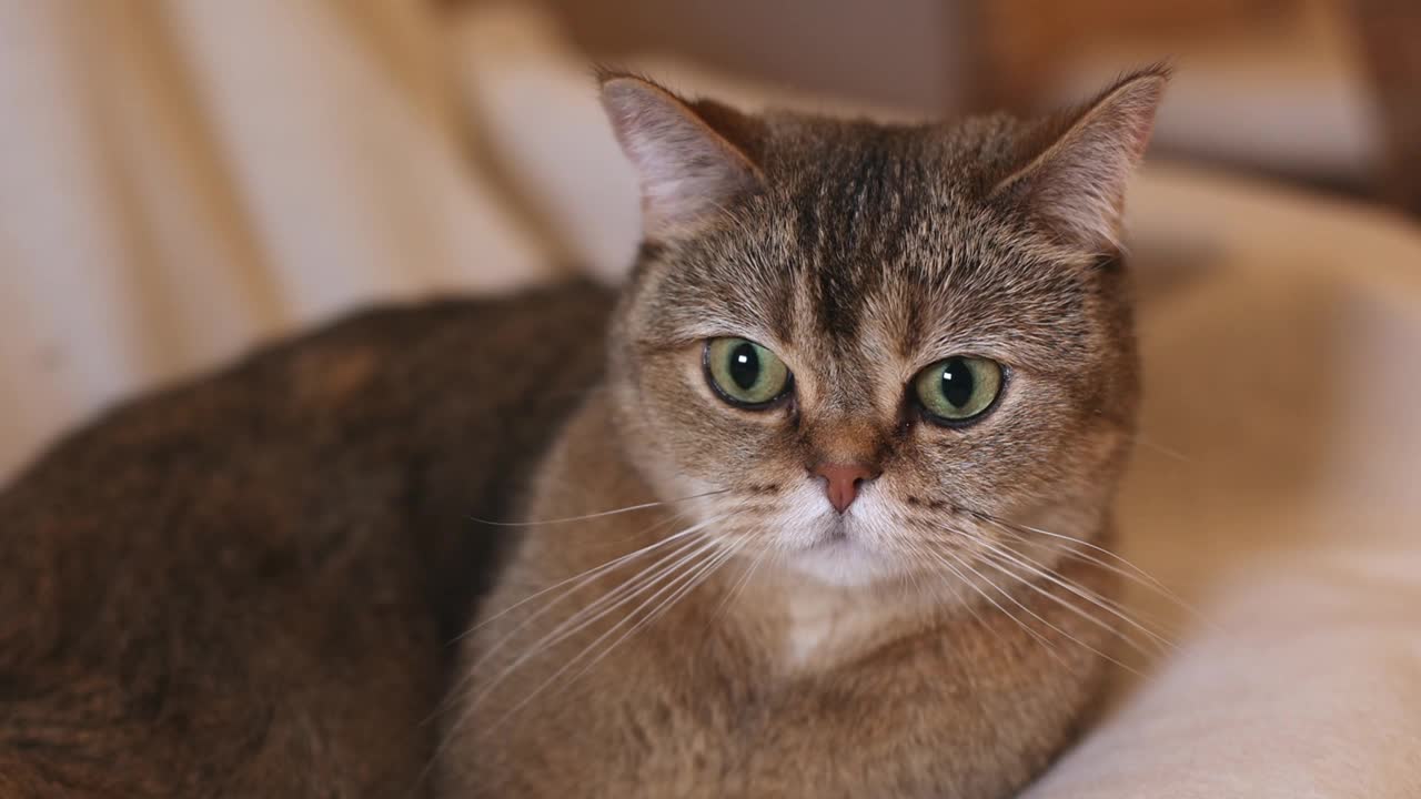 可爱的苏格兰直猫特写肖像，复制空间视频下载