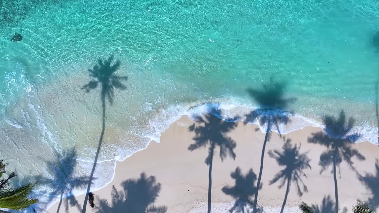 海滨背景的夏日棕榈树和热带海滩波浪碧水视频素材