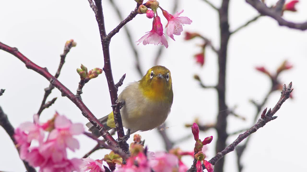 以花蜜为食的白眼鸟。视频下载