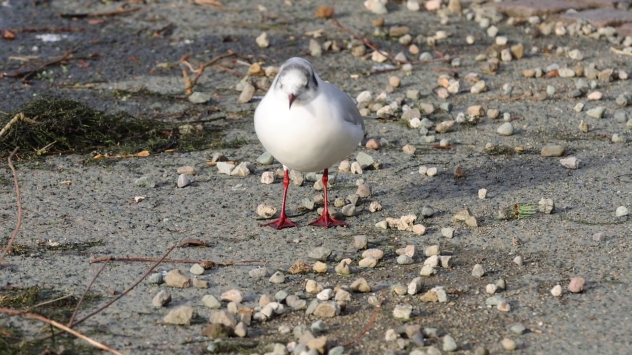 黑头鸥(学名:Chroicocephalus ridibundus)视频素材