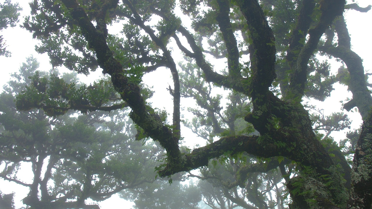 仙女树森林法纳尔马德拉木近雾雾多云苔藓神秘幻想阴雨恐怖视频素材