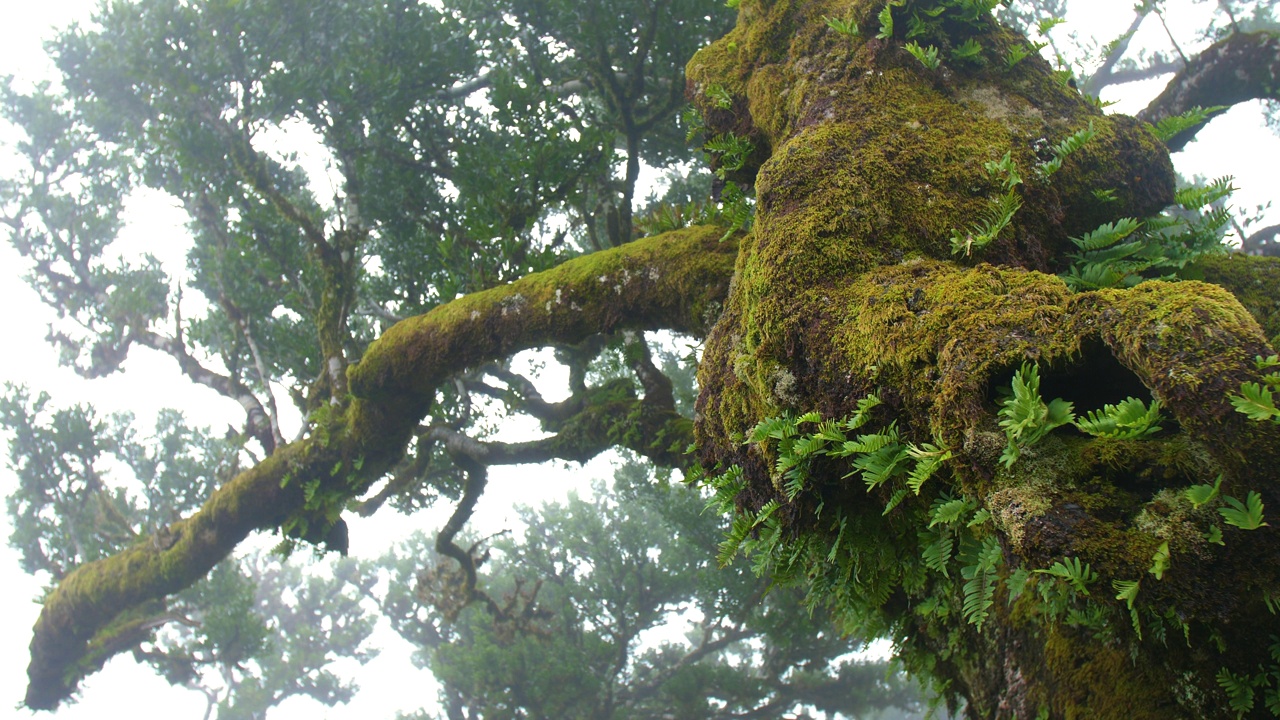 童话森林特写恐怖雾雾云苔神秘幻想雨视频素材